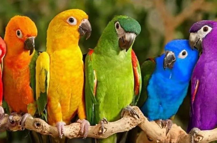 Care sînt de fapt speciile de papagali vorbitori