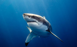 Un scafandru a salvat un rechin de la a deveni cină Ce a făcut