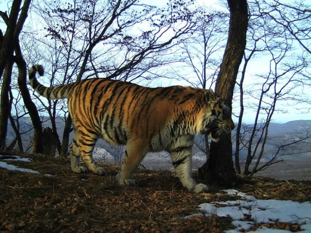 Aflăm care este motivul comportamentului ciudat al tigrului carei ţinea în spaimă pe grăniceri VIDEO