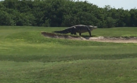 Гигантский аллигатор вернулся на поле для гольфа во Флориде ВИДЕО