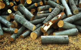 Moldsilva обнародовало цены на дрова и запасы