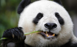Cel mai bătrîn urs panda a murit în China