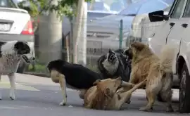 Изза бродячих собак жители Хынчешт опасаются ходить по улицам