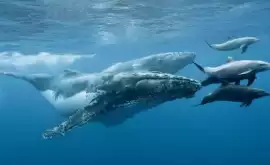 Peste 90 de specii de balene şi delfini sînt pe cale de dispariţie
