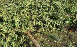 Фруктовые сады в Бричанах пострадали от ураганного ветра ФОТО