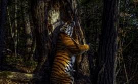 Imaginea cu un tigru siberian care îmbrăţişează un copac desemnată fotografia anului 
