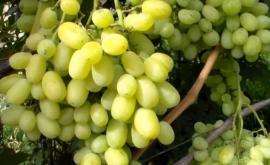 В Молдове недосчитаются половины урожая столового винограда