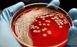 Важное открытие которое поможет бороться с бактериями без антибиотиков