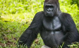В британском зоопарке горилла удивила посетителей трюком ВИДЕО
