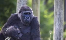 Îngrijitorii de la Zoo au hrănit un pui de gorilă cu biberonul