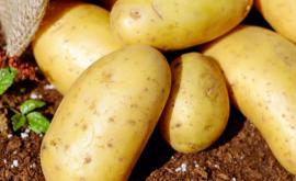 Agricultorii se plîng că pe piață sînt mai mulți cartofi de import decît autohtoni