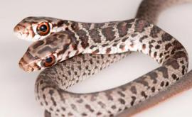 Un șarpe cu două capete a fost descoperit în Florida 