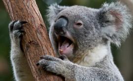 Австралийские медведи коала находятся под угрозой исчезновения