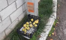 Бесплатно Мужчина выставил ящик с фруктами у ворот для желающих ФОТО