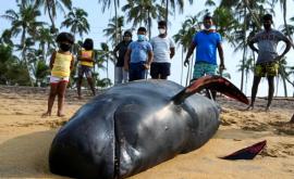 Peste 100 de balenepilot salvate de pe o plajă din Sri Lanka 