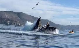 В Калифорнии горбатый кит чуть не проглотил каякеров
