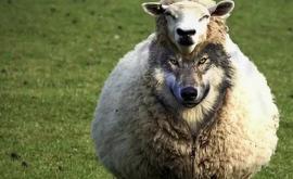 Заявление Санду это волк и она считает что вокруг нее одни овцы предлагая им выбрать ее пастухом