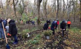 В Молдове продолжается кампания по посадке деревьев
