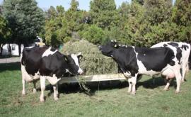 Pe teritoriul R Moldova a fost confirmat un caz pozitiv de rabie la o bovină 