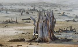 Заявление В Карабахе экологическая катастрофа 