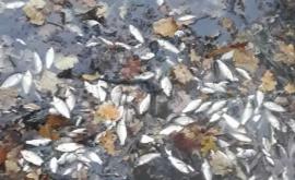 Zeci de pești morți plutesc pe lacul din Edineț Cine se face vinovat