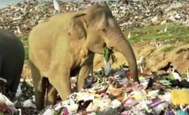 Sri Lanka sapă şanţuri în jurul gropilor de gunoi pentru a ţine la distanţă elefanţii flămînzi