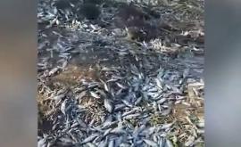 Imagini cu impact emoțional Sute de pești morți pe malul lacului Manta 
