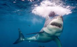 Video cu momentul atacării unei turiste de către un rechin în Egipt