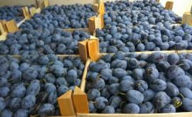 20 de tone de prune moldovenești distruse de autoritățile din Rusia