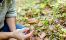 В стране будет проведена кампания по предотвращению отравления грибами