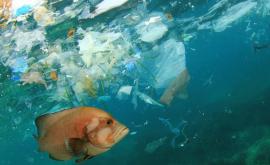 Названы неожиданные источники загрязнения океана пластиком