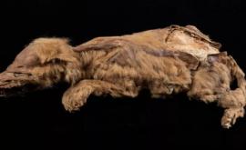 Un pui de lup antic de 57000 de ani descoperit perfect conservat în Canada
