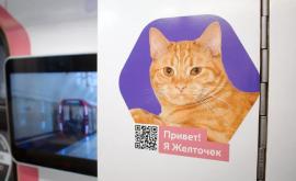 Metroul din Moscova decorat cu pozele animalelor abandonate Cu ce scop