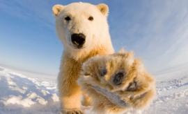 Un pui de urs polar sa născut la o grădină zoologică din Franţa