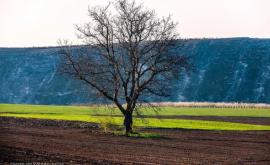 Copacii singuratici din Moldova imortalizați de către fotograful Roman Friptuleac