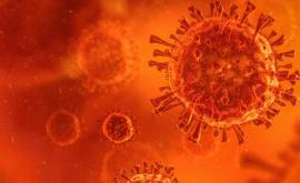 В Дании выявили мутировавший штамм коронавируса из ЮАР