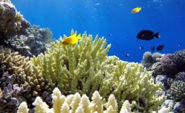 În adîncurile oceanului au fost descoperite organisme necunoscute științei
