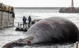 В водах южной Италии обнаружена туша огромного кита
