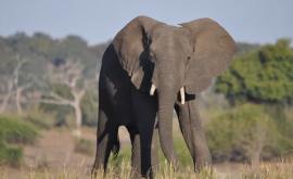 Elefanții africani au fost numărați din spațiu