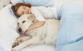 Oamenii de știință au demonstrat că dormitul cu animalele de companie în același pat este benefic
