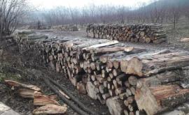 В заповеднике Плаюл фагулуй незаконно было вырублено много деревьев