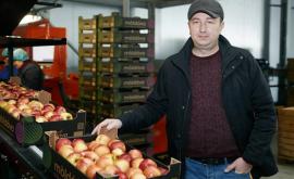 Молдавские яблоки начали экспортировать в новой упаковке