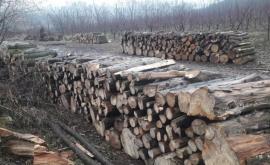 Выдержит ли молдавский лес самофинансирование Moldsilva