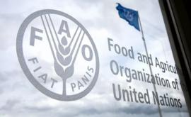 FAO a inclus Moldova întrun proiect de consolidare a sistemelor de siguranță alimentară