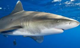 Численность акул и скатов в океанах сократилась
