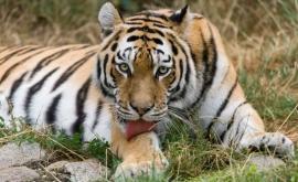Служитель зоопарка пострадал за то что обидел тигра