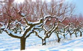Как холода скажутся на садах и виноградниках Молдовы