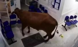 O vacă a intrat întrun spital și a atacat pacienții