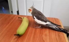 Dar voi ați putea așa Un papagal virtuoz interpretează și cîntă la o banană
