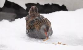 Specialiştii atenționează asupra dificultăților prin care trece fauna sălbatică iarna